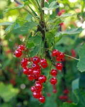 Edible Red Currants