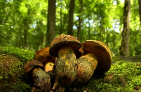 Edible Mushrooms along the Backpacking Trail
